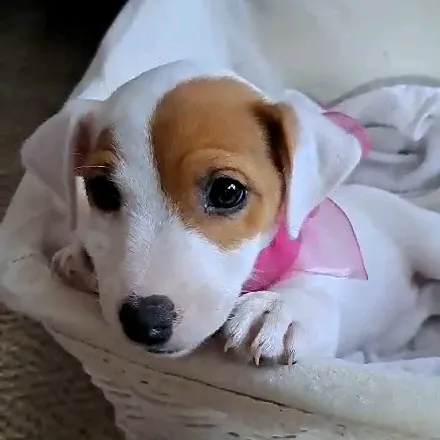 @miarussellpuppy