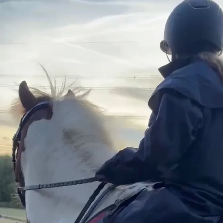 lottievlogs_horses