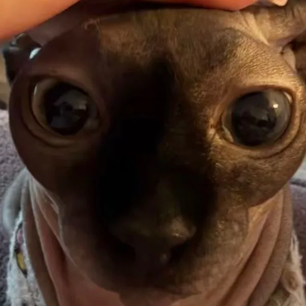 yourminibro