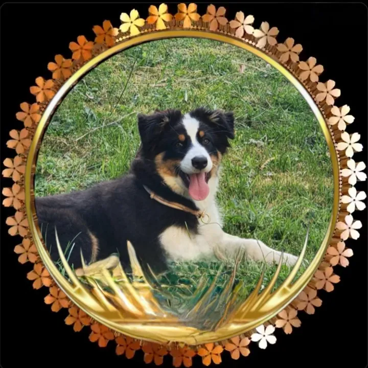 lovemydog71