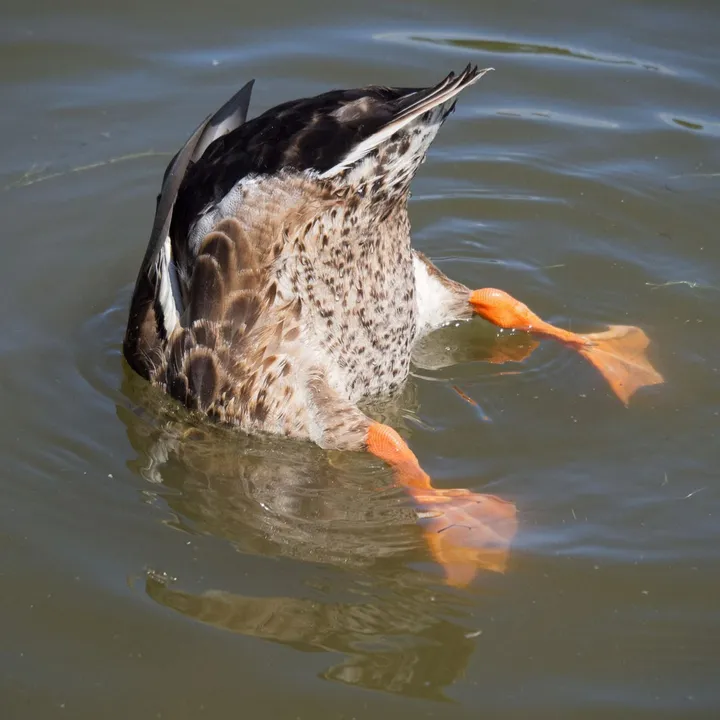 duckseekdaily