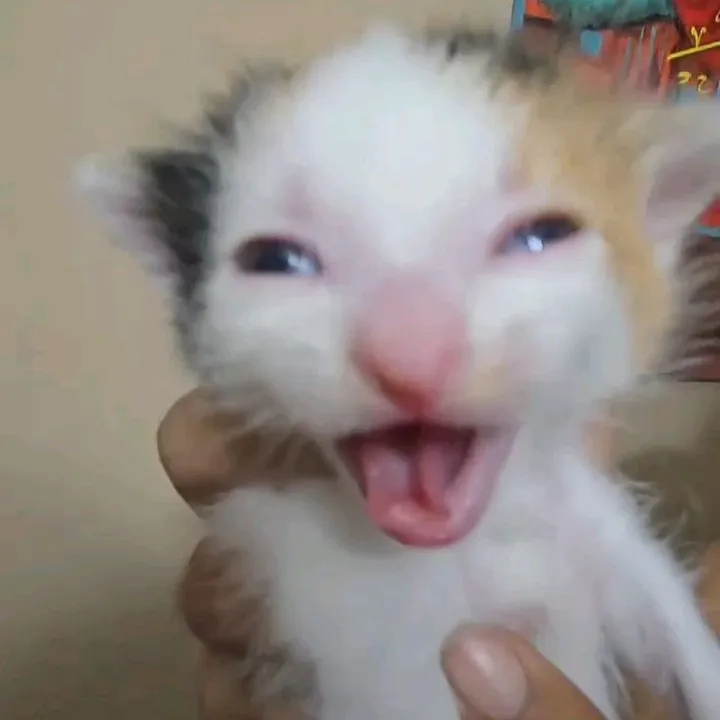 micettadelulu