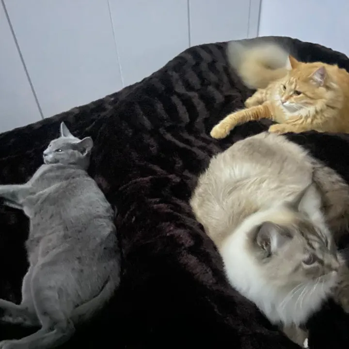 our_fourcats