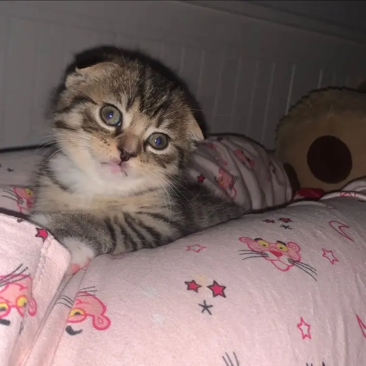 rima_mnsri
