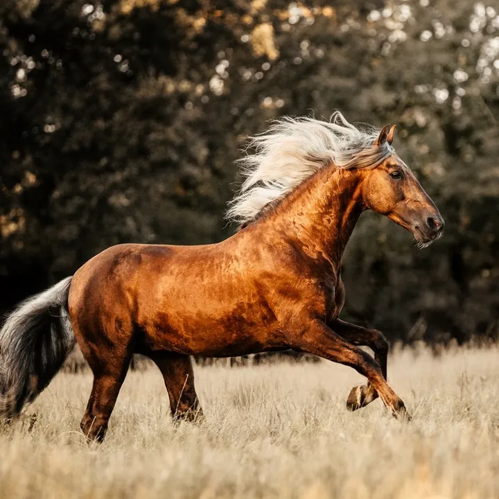 thegolden_horse