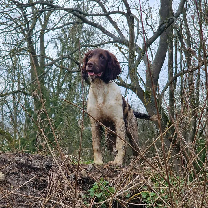 millhillgundogs