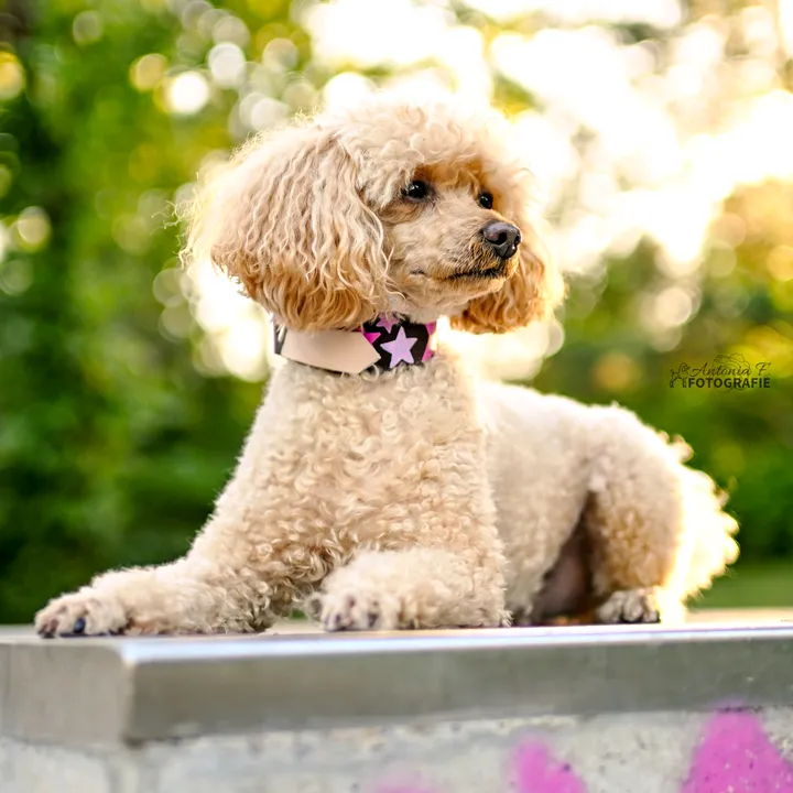 crazydog_curly