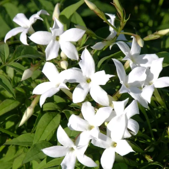 jasmin21778