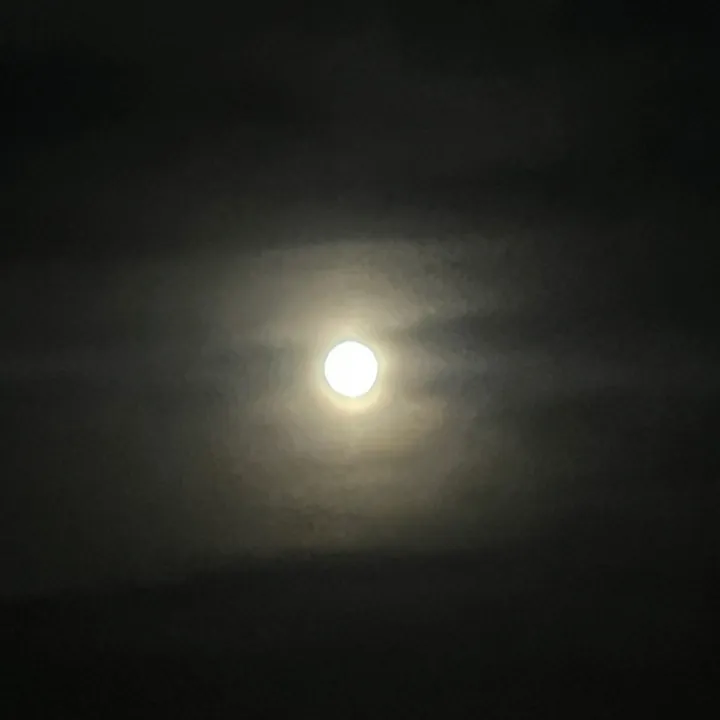 solivagus_