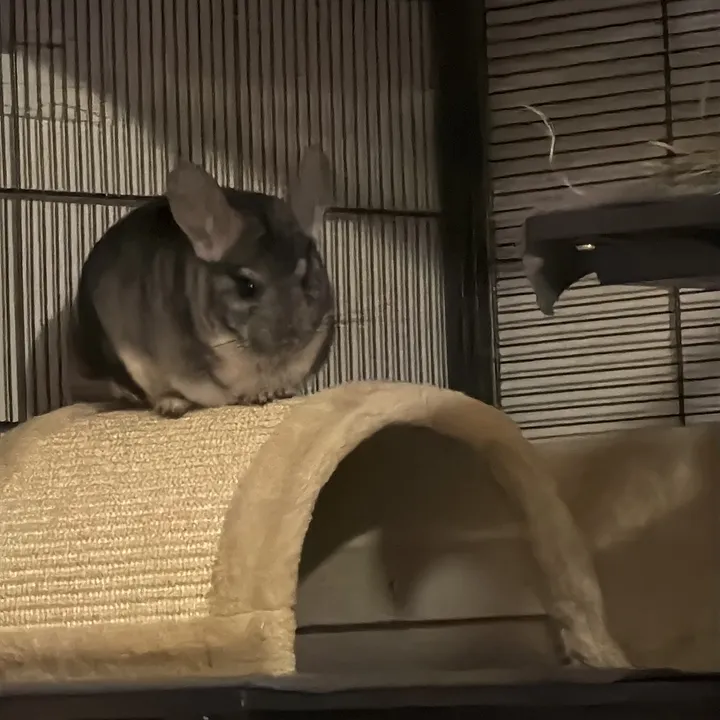 thechinchillaaccount