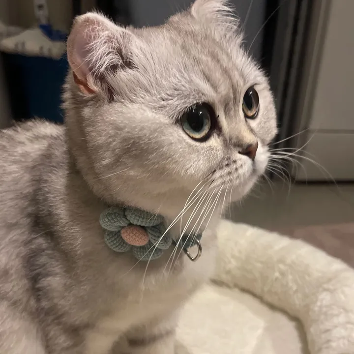 mmiaaktas
