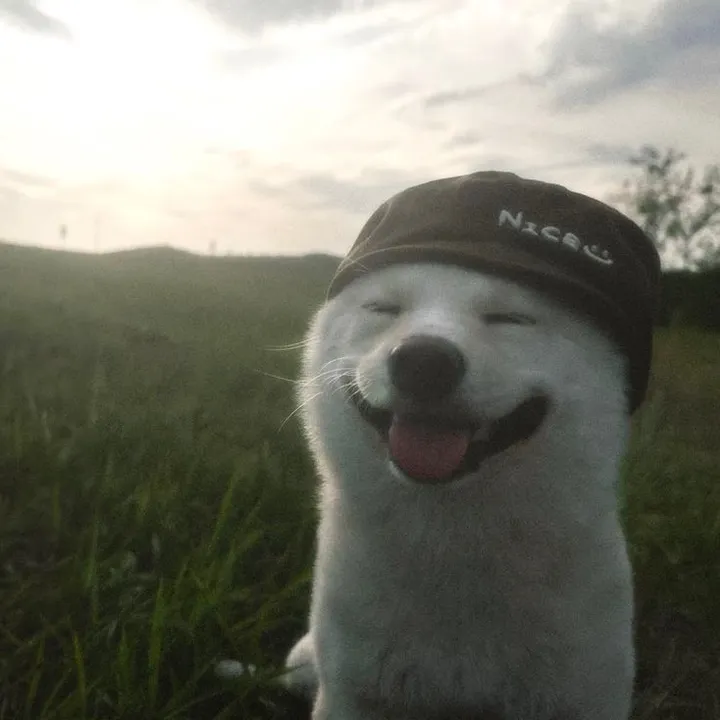 dihmogsu