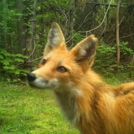 1astralfoxx1