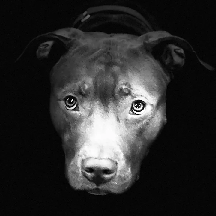dontbullymybreed4