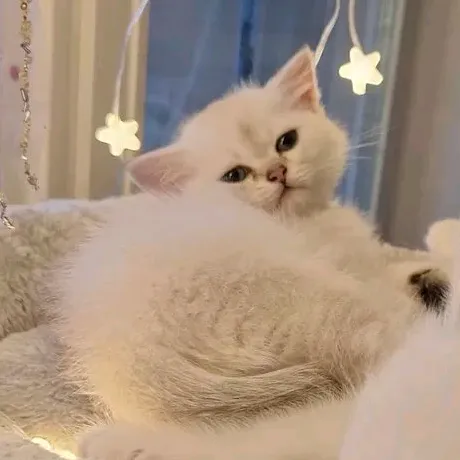 @bkhkittengold