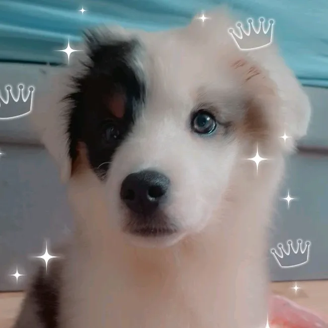 bellabehm