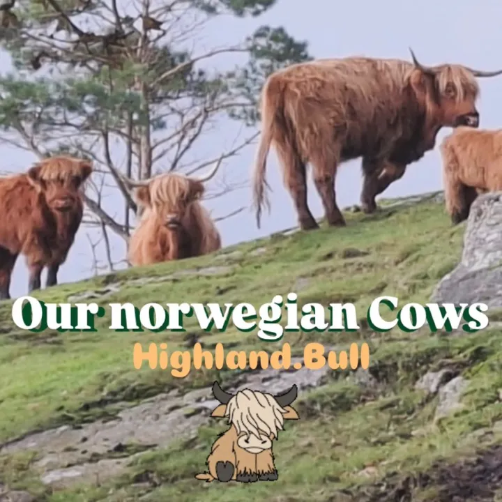 highland.bull80