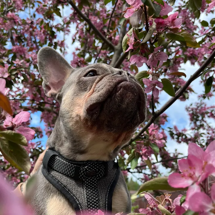 ya_bulldog