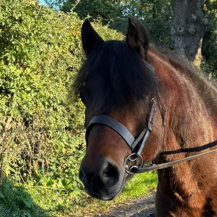@lottievlogs_horses