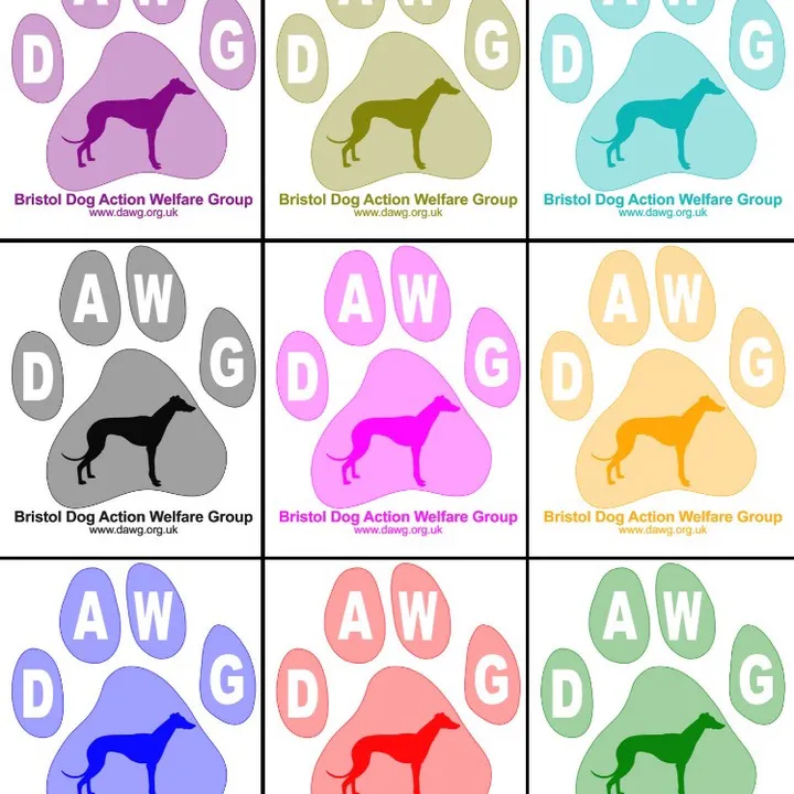 bristoldawg
