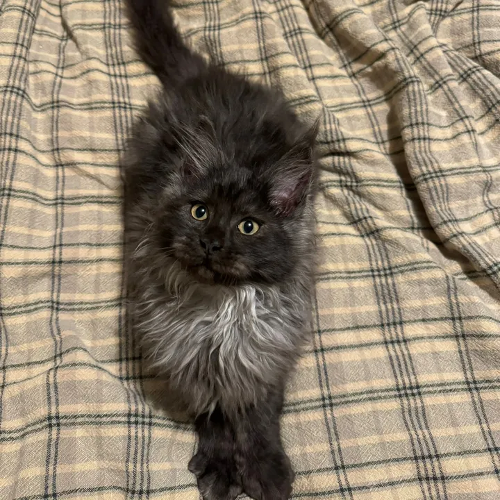saint.cat0