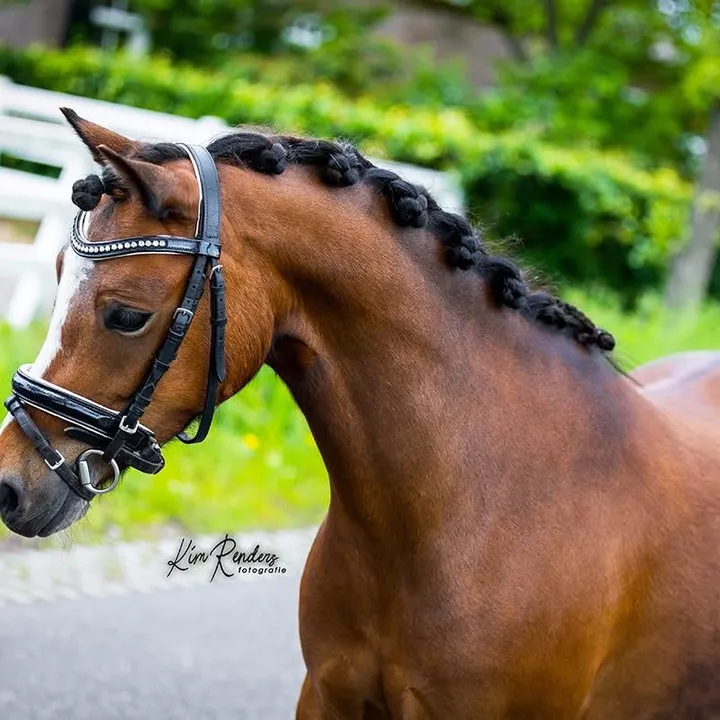 paardenmeisjejesslynn