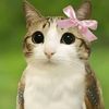 purring.meowl