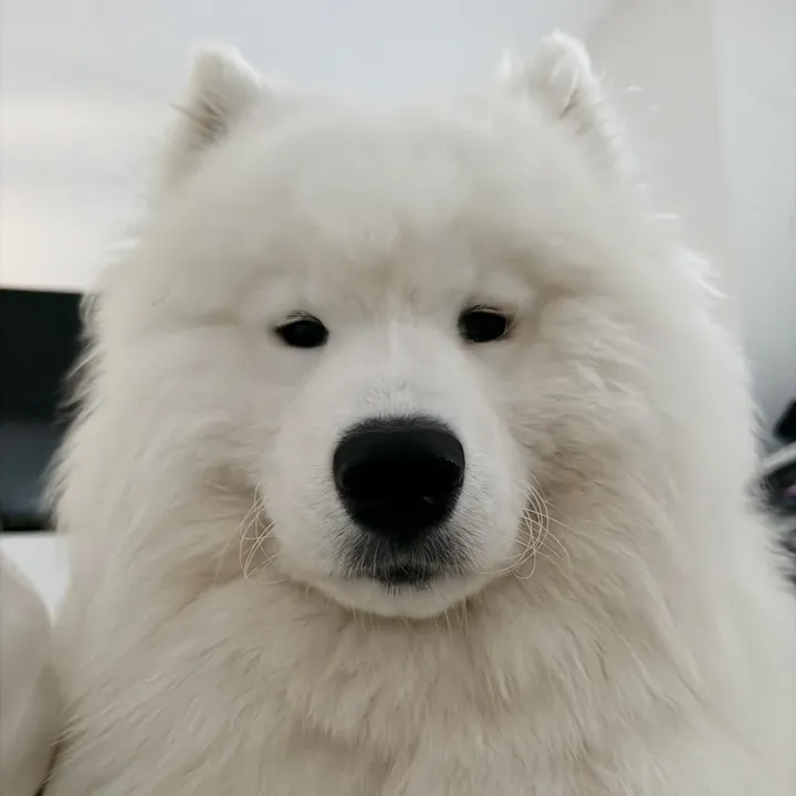 @snowydayswithlio