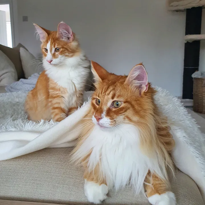 @odintheforestcat3