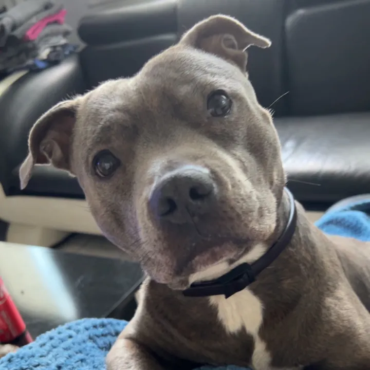 rubylove_staffie94