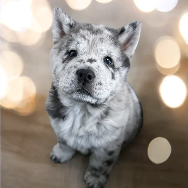 tank.the.chow.cho