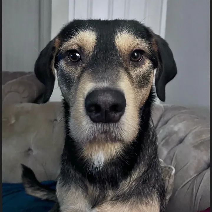 loki.cokey.dog