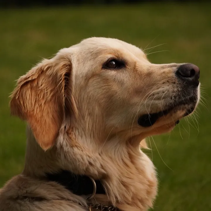 baileythe_golden