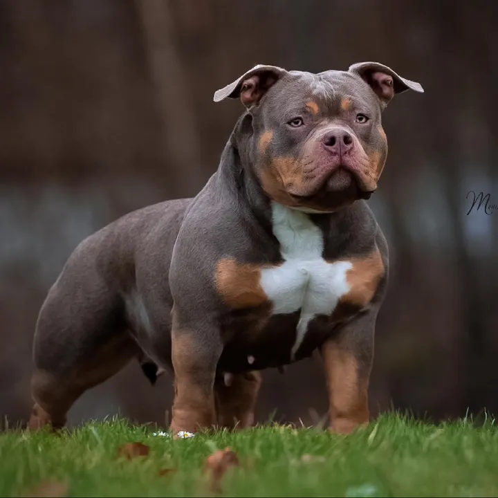 big_muscle_bullys