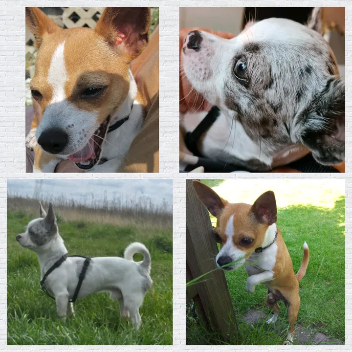 jerry_coby_chihuahua