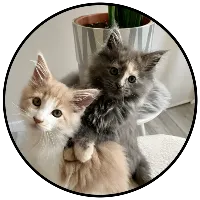 mikeemendymainecoon