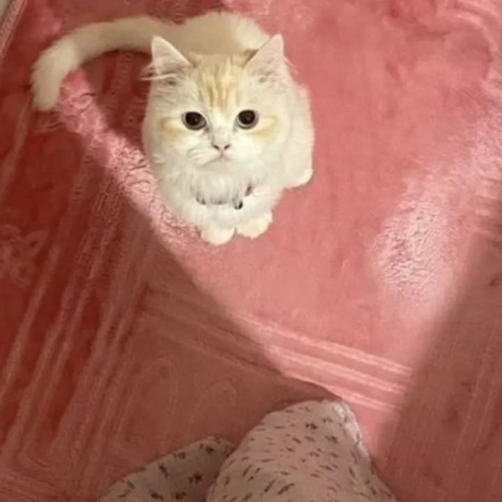 ceyda_566