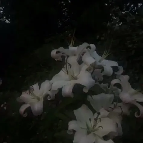 @alinalobbyhoe2024