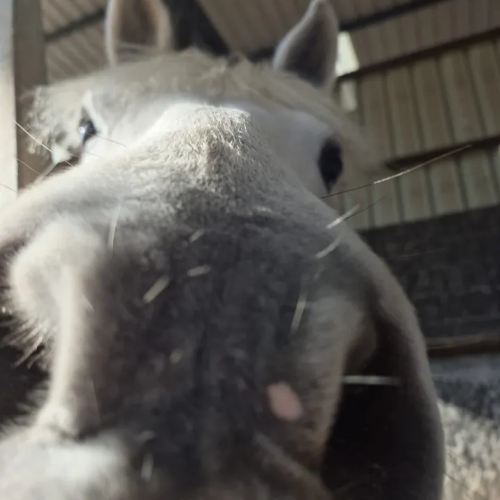 schimmelpony.paradise
