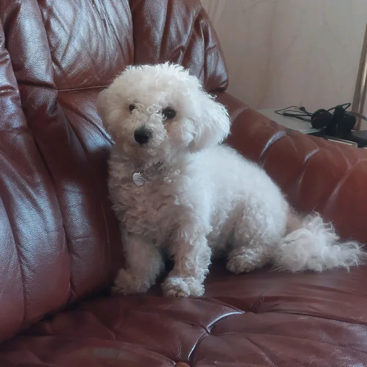 tessibichon