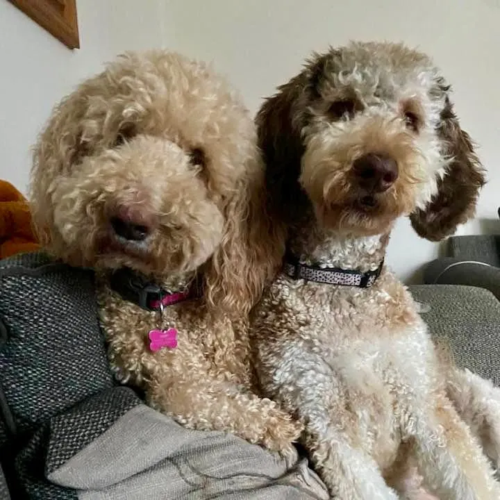@mpdoodleduo