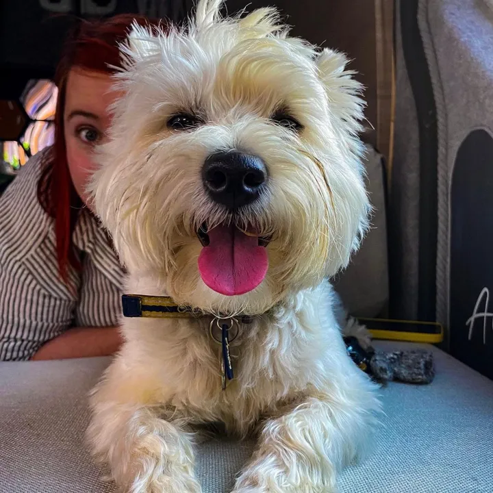 luna.the.westie