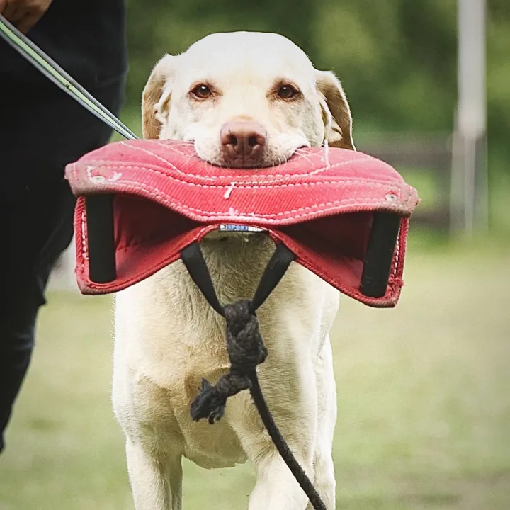harzerhunde