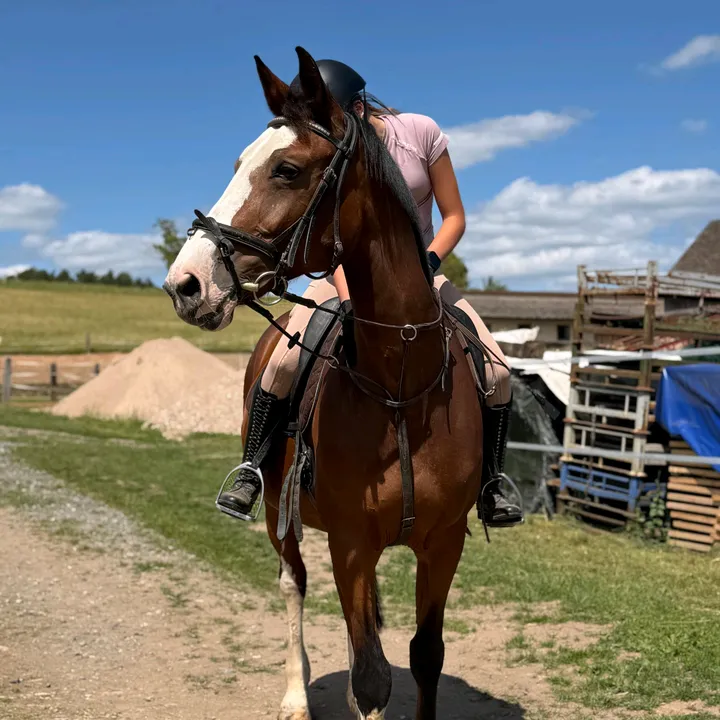 @horse_fish2