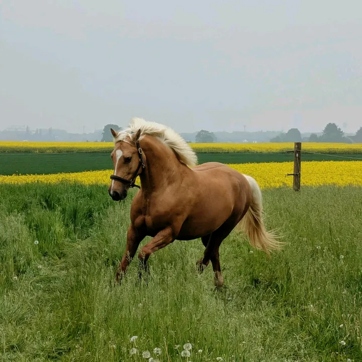 apolo_nanny