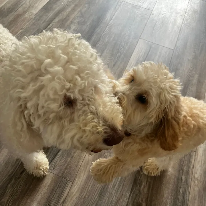 daisyelmoandolly
