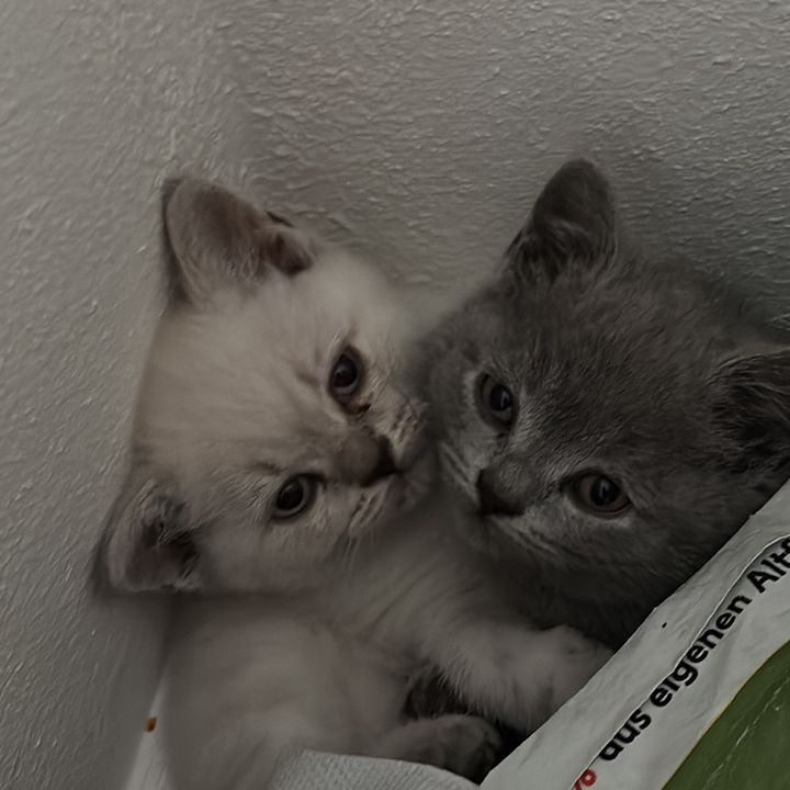 Kitty & Coco - original sound