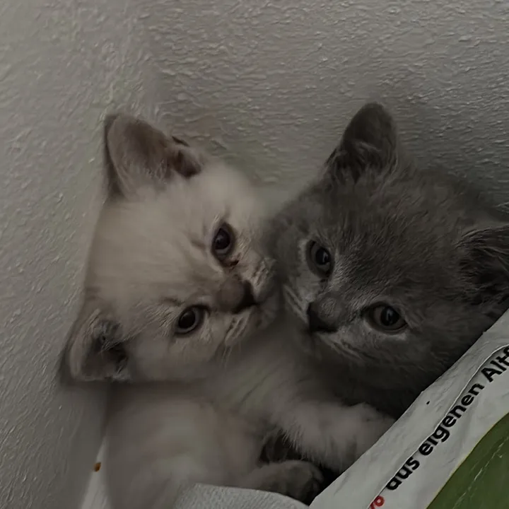 kitty.coco04