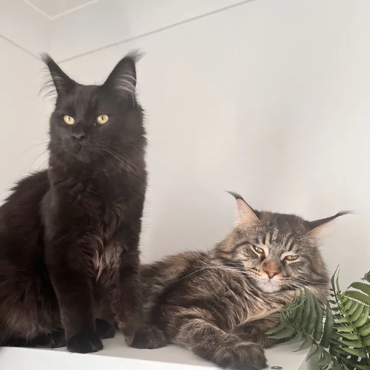 gus_and_sully_mainecoons