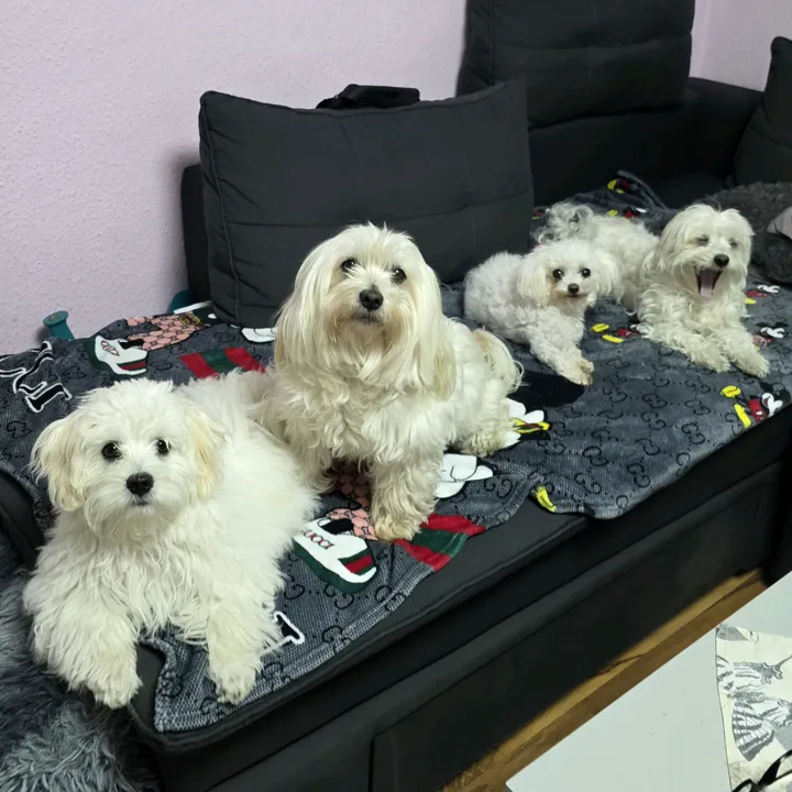 4floeckchen